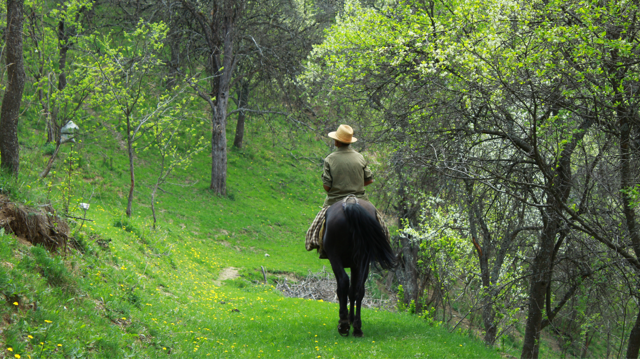horse 2