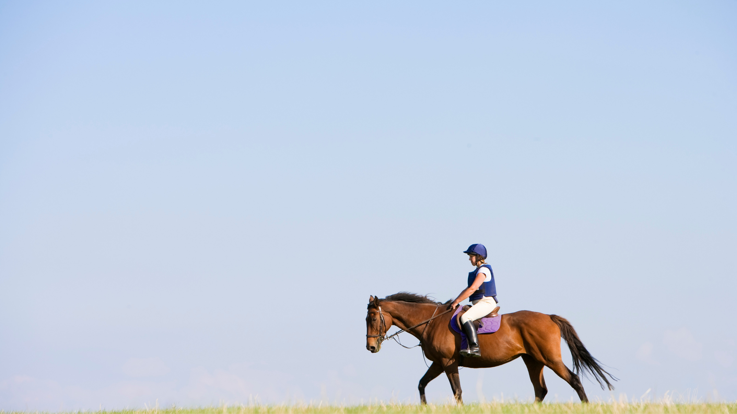 horse 3